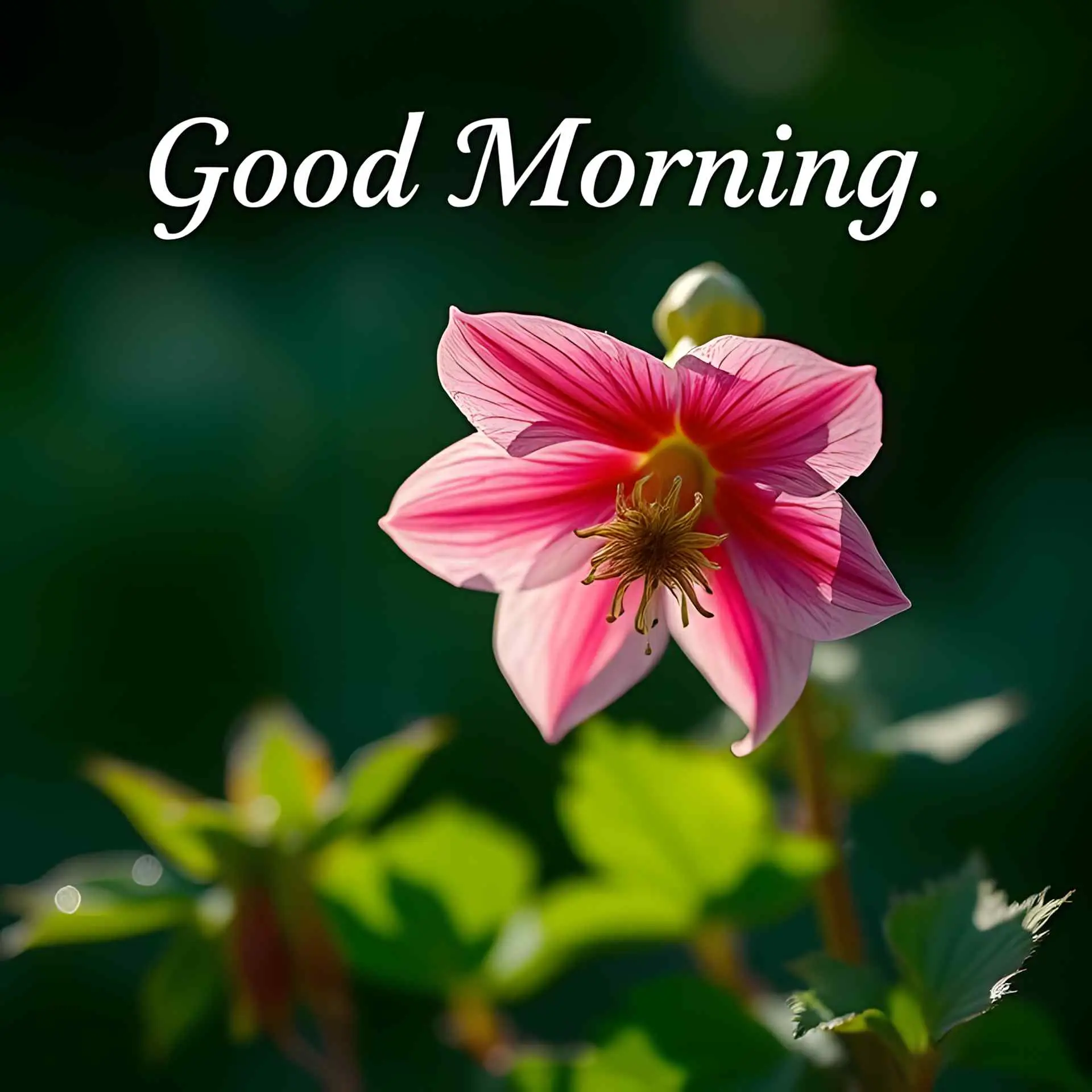 Flowers-GM-Images-Imageadda-2-115