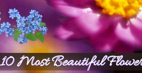10 Most Beautiful Flowers with Names