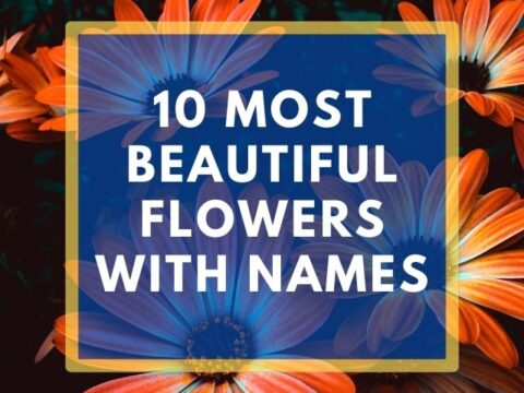 10 Most Beautiful Flowers with Names Poster