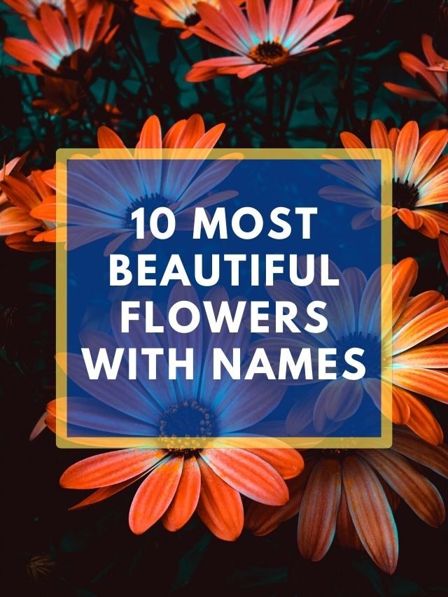 10 Most Beautiful Flowers with Names